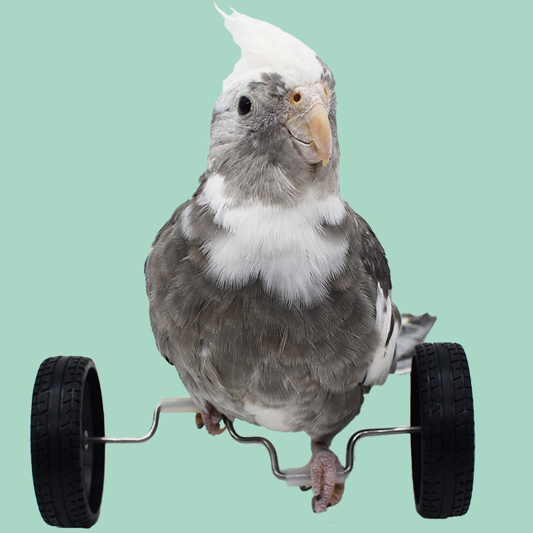 Parrot Toy Balance Car